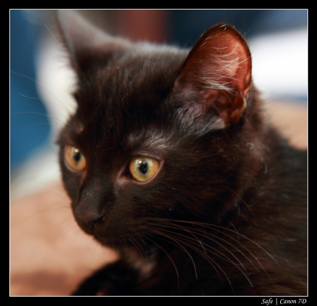 2011 - 01 - Chez Anabelle 10